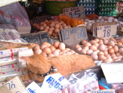 mercado (50)  ALIMENTOS MERCADO